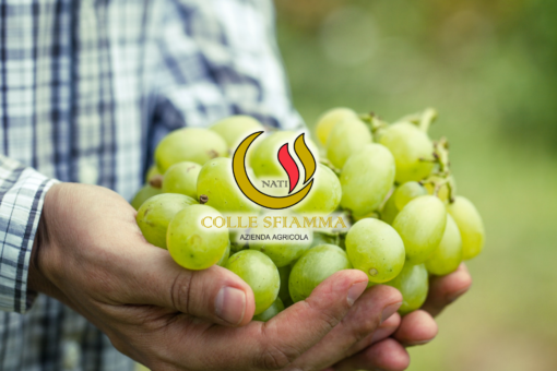 Collesfiamma